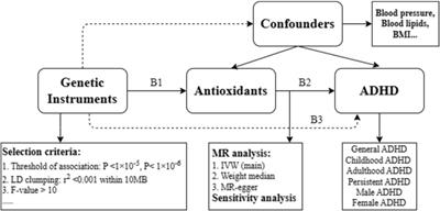 Exploring causal associations of antioxidants from supplements and diet with attention deficit/hyperactivity disorder in European populations: a Mendelian randomization analysis